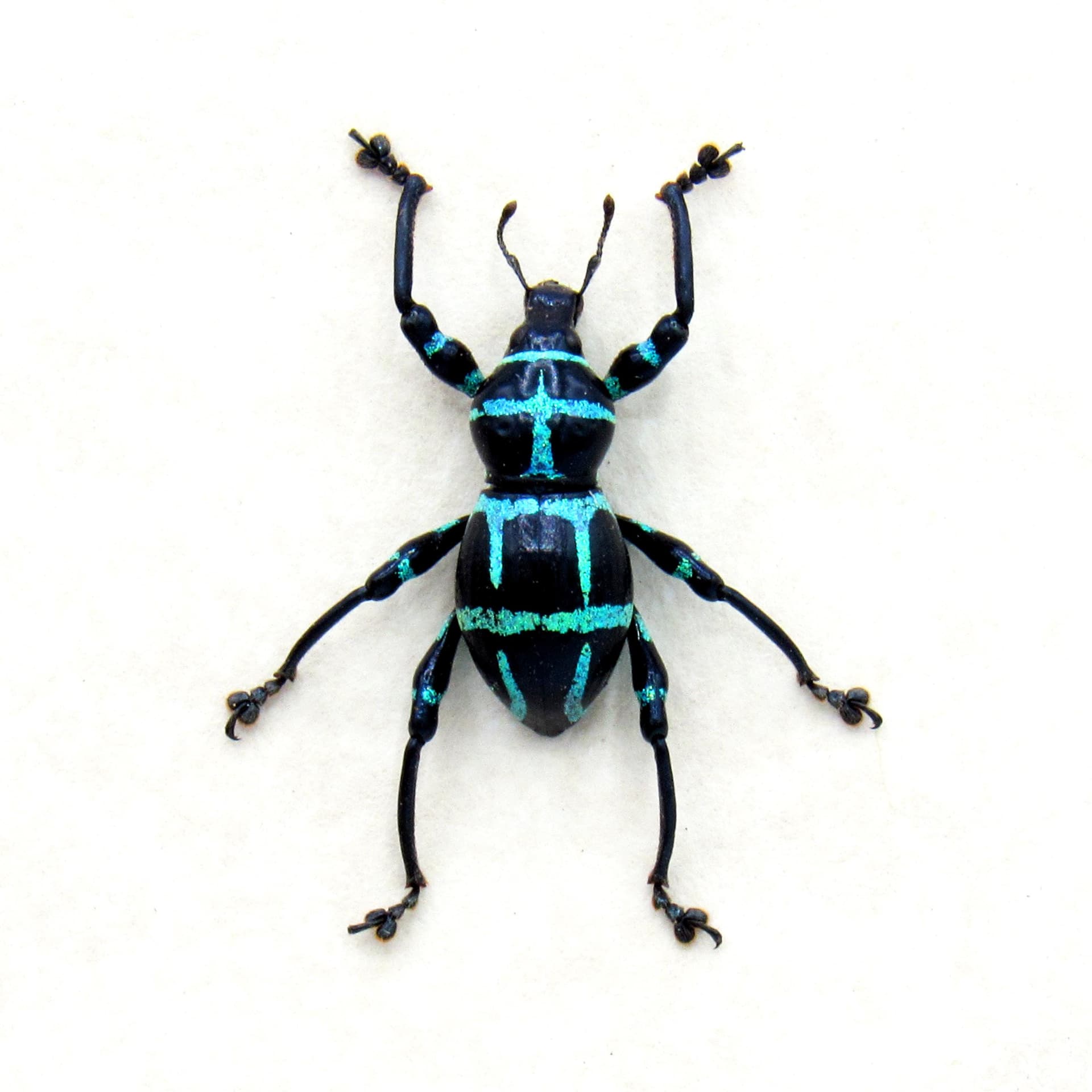 Real blue glitter weevil beetle framed specimen - Pachyrhynchus moniliferus