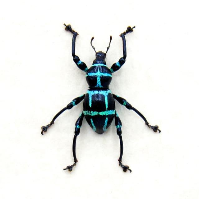 Real blue glitter weevil beetle framed specimen - Pachyrhynchus moniliferus
