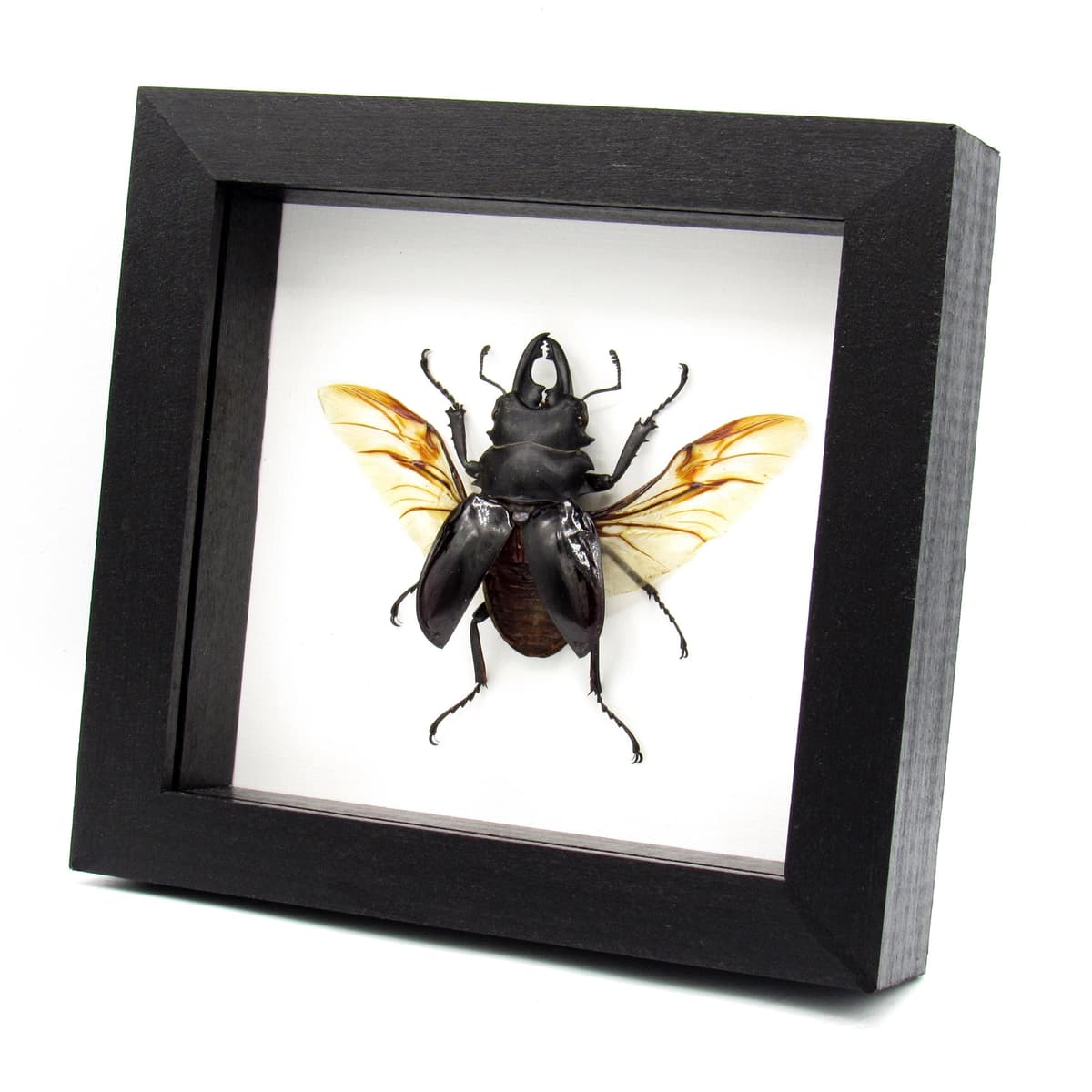 Real large Stag beetle framed taxidermy - Odontolabis bellicosa