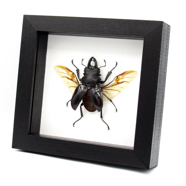 Real large Stag beetle framed taxidermy - Odontolabis bellicosa