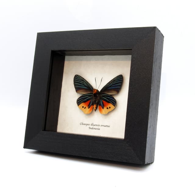 Rare Flame Tip Skipper butterfly framed taxidermy - Choaspes illuensis ornatus