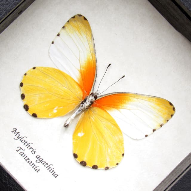 Real yellow framed taxidermy butterfly - Mylothris agathina