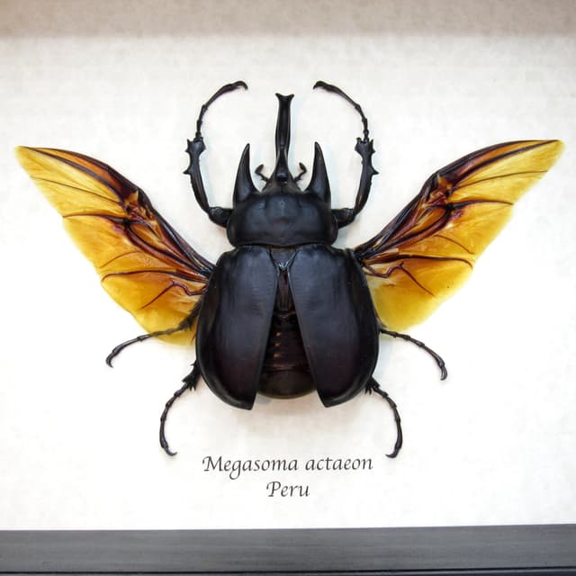 Real XL Actaeon Rhinoceros beetle framed taxidermy - Megasoma actaeon