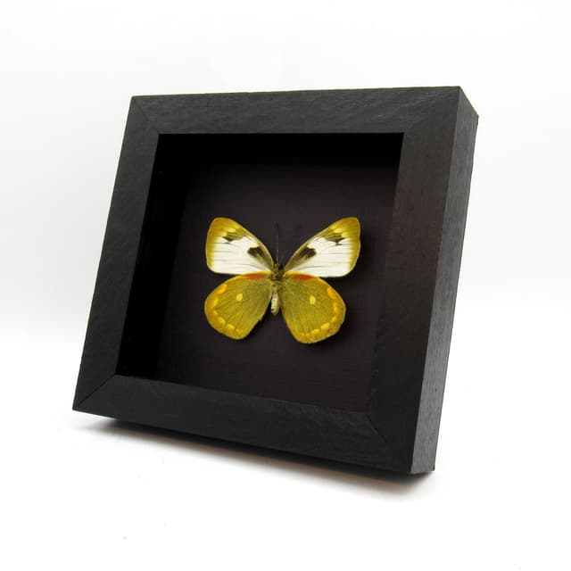 Real Chartreuse Delias butterfly framed taxidermy - Delias apoensis