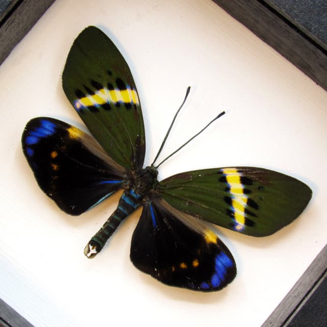 Real day moth framed taxidermy - Eterusia repleta