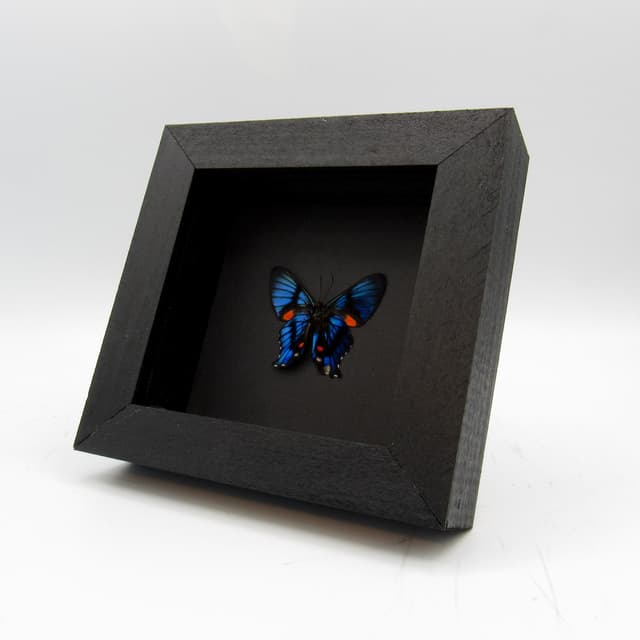 Rare Metalmark butterfly framed taxidermy - Ancyluris inca