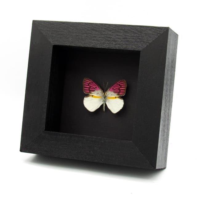 Rare magenta butterfly framed taxidermy - Colotis zoe