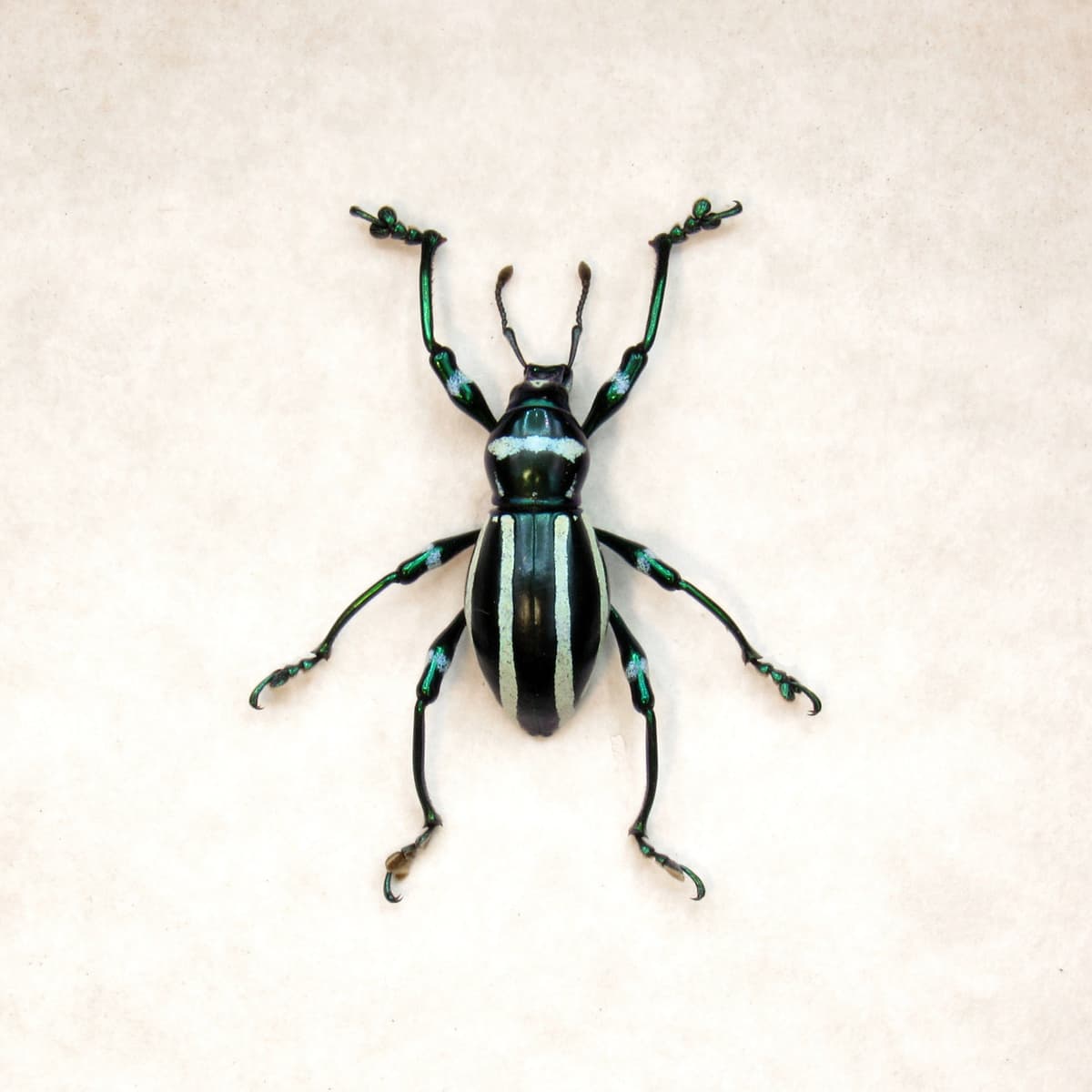 WEEVIL MANIA - Real green beetle framed - Pachyrhynchus inclytus
