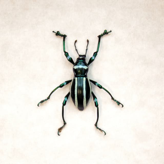 WEEVIL MANIA - Real green beetle framed - Pachyrhynchus inclytus