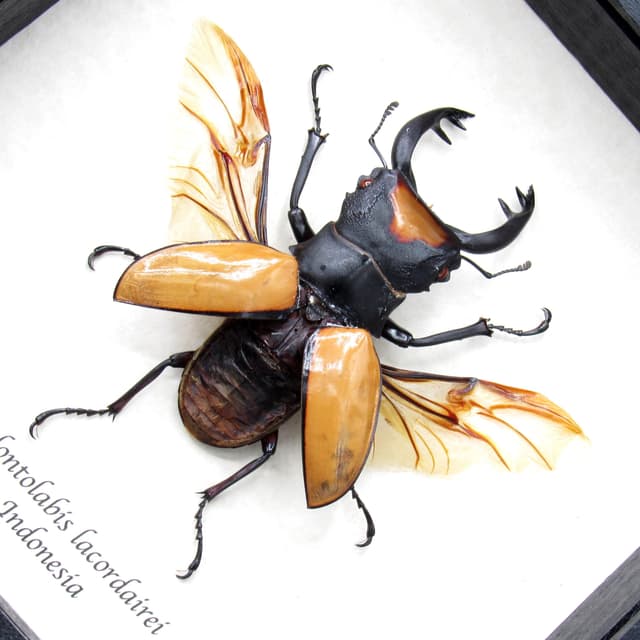 Real Stag Beetle framed taxidermy - Odontolabis lacordairei