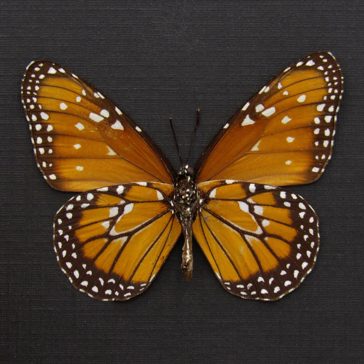 Real Queen butterfly framed taxidermy - Danaus gilippus