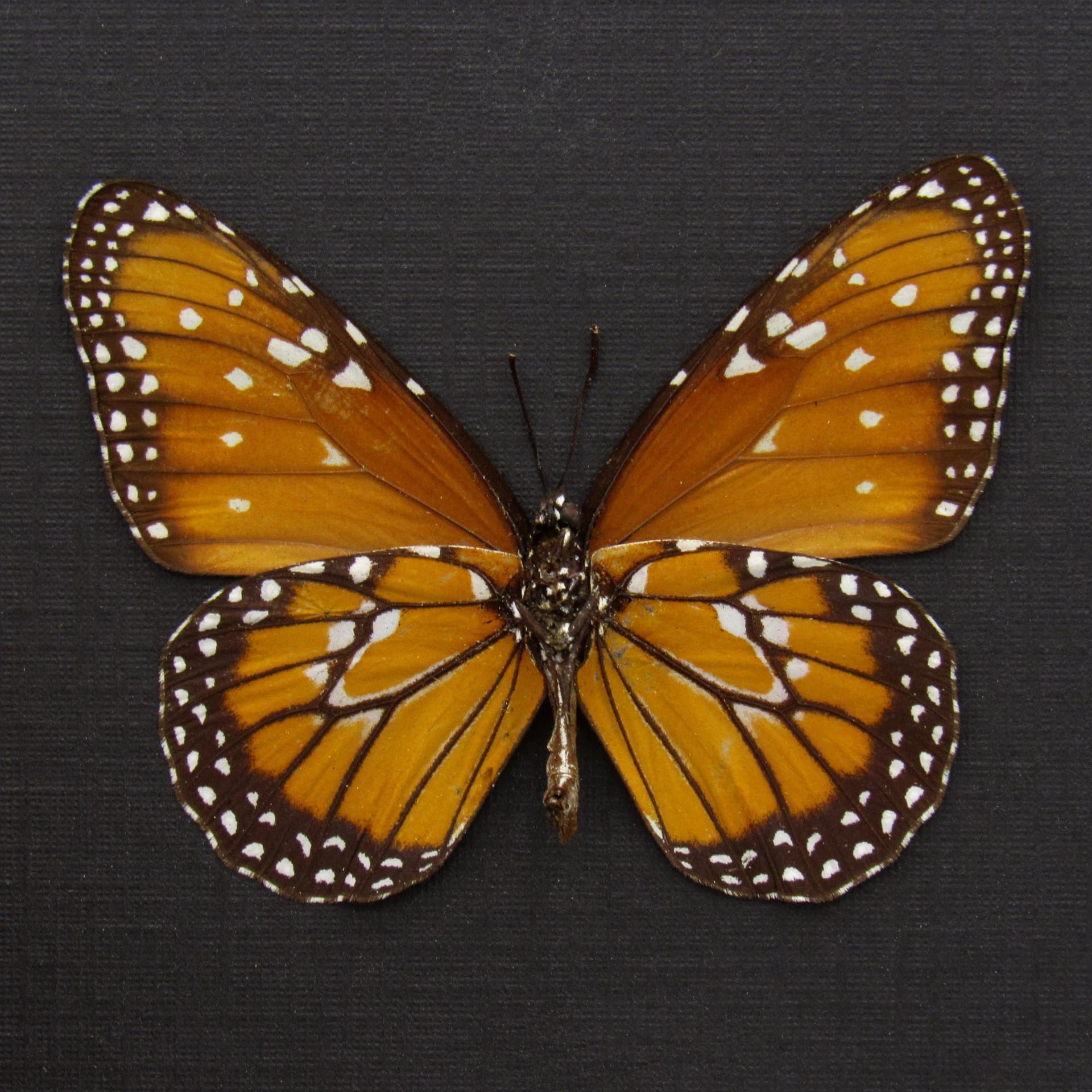 Real Queen butterfly framed taxidermy - Danaus gilippus