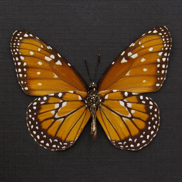 Real Queen butterfly framed taxidermy - Danaus gilippus