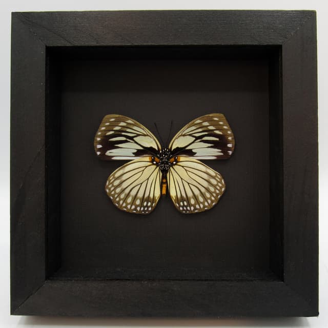 Real framed taxidermy butterfly - Euxanthe crossleyi