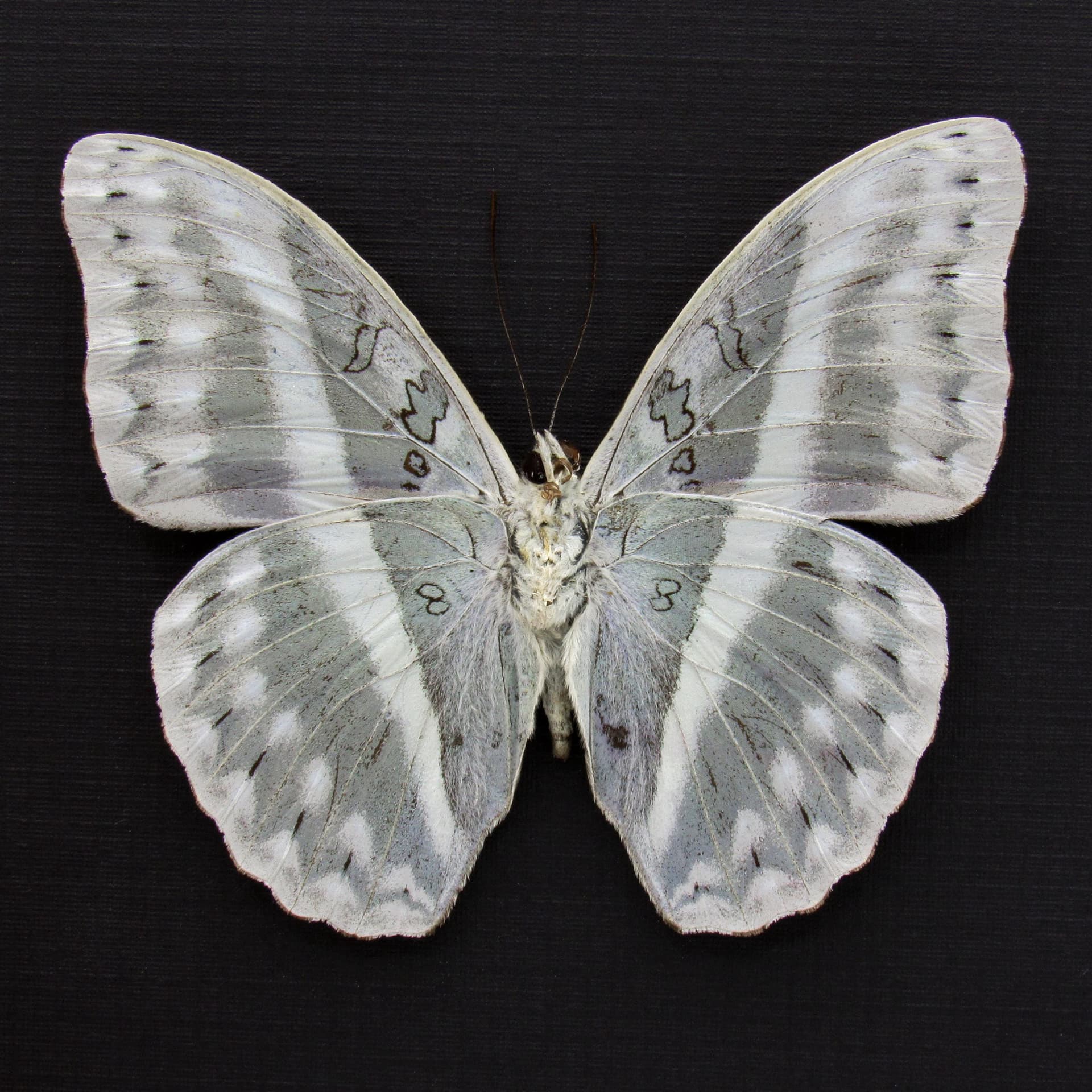Rare Striped Glider butterfly framed taxidermy - Cymothoe oemilius