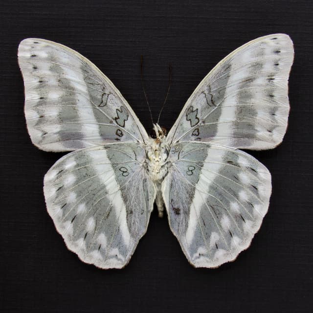 Rare Striped Glider butterfly framed taxidermy - Cymothoe oemilius