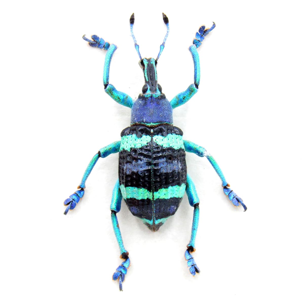 Real metallic weevil framed taxidermy - Eupholus mimikanus