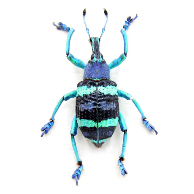 Real metallic weevil framed taxidermy - Eupholus mimikanus