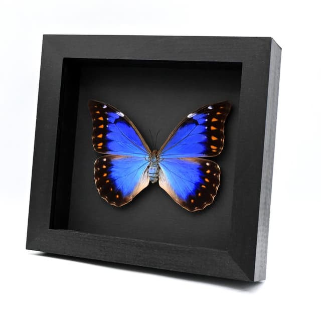 Very rare metallic blue/violet Morpho butterfly framed taxidermy - Morpho anaxibia - large female
