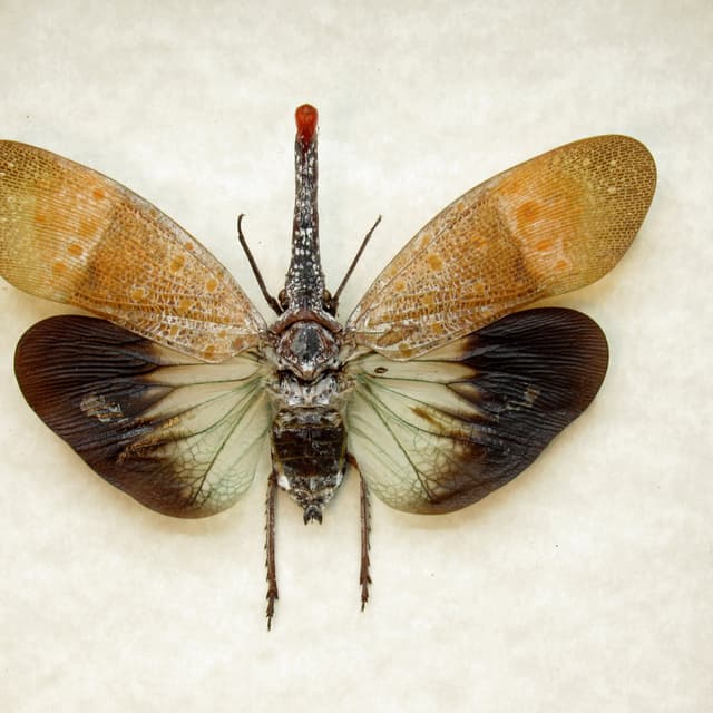 Real Lanternfly framed taxidermy - Pyrops pyrorhyncha