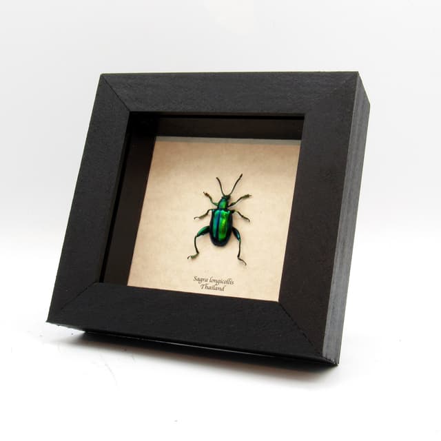 Real red-green Frog Beetle framed taxidermy - Sagra longicollis