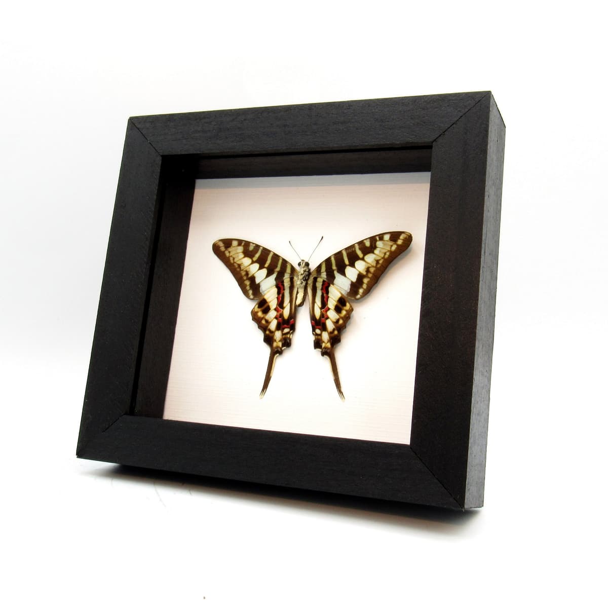 Real Striped Swordtail butterfly framed taxidermy - Graphium policenes - Victorian mount