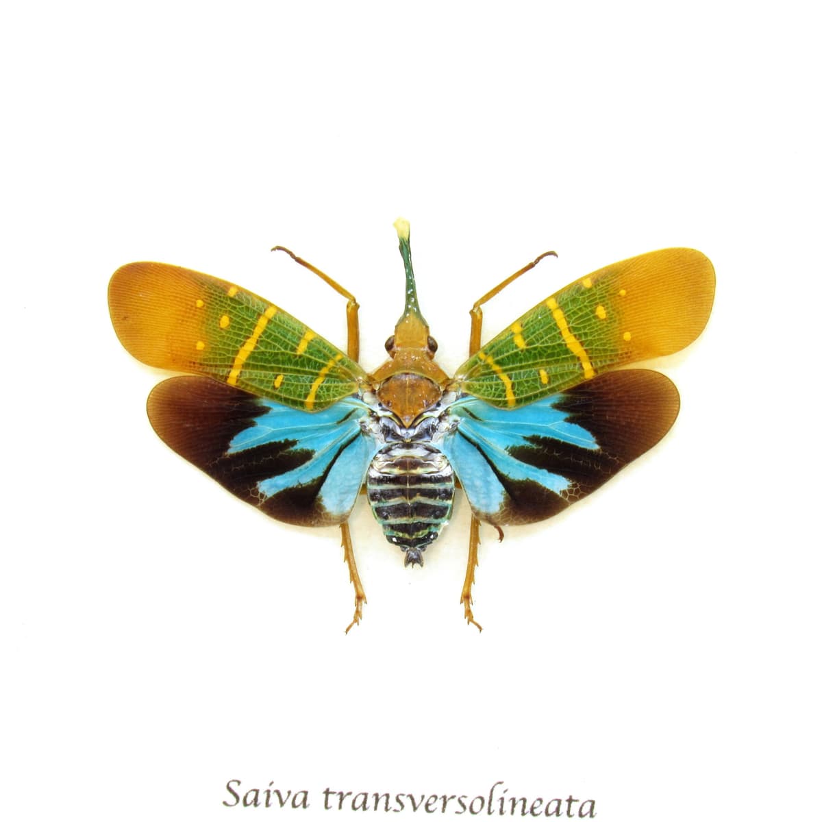 Real Neon Blue Lantern Bug framed taxidermy - Saiva transversolineata