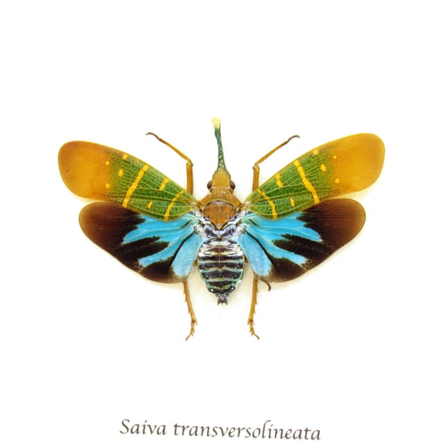 Real Neon Blue Lantern Bug framed taxidermy - Saiva transversolineata