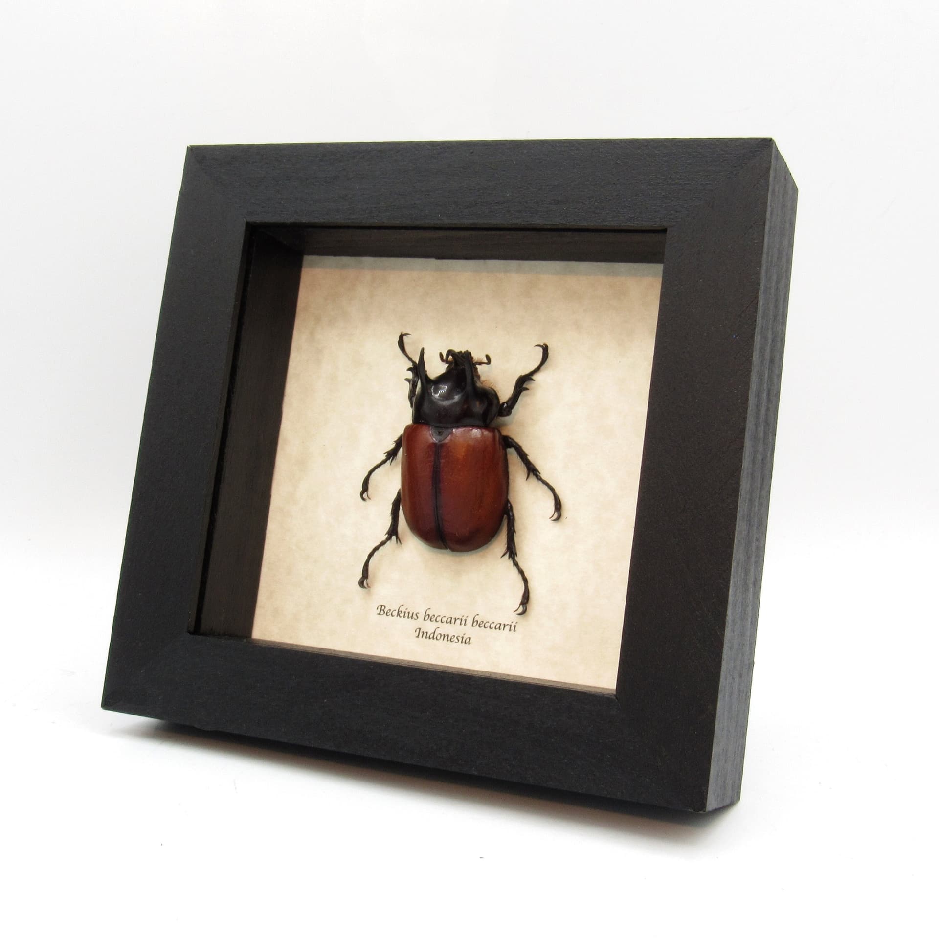 Large real Rhinoceros beetle framed taxidermy - Beckius beccarii beccarii