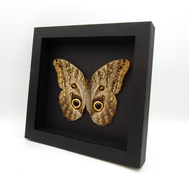 Giant Owl butterfly framed taxidermy - Caligo brasiliensis - female