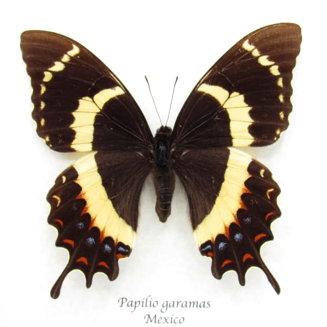 Rare black Magnificent Swallowtail butterfly framed taxidermy - Papilio garamas - Large female