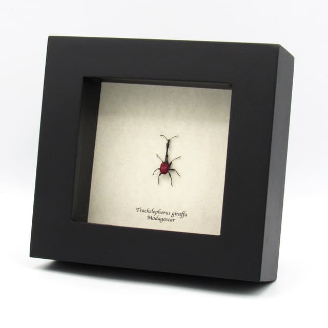 Real Giraffe weevil framed taxidermy - Trachelophorus giraffa