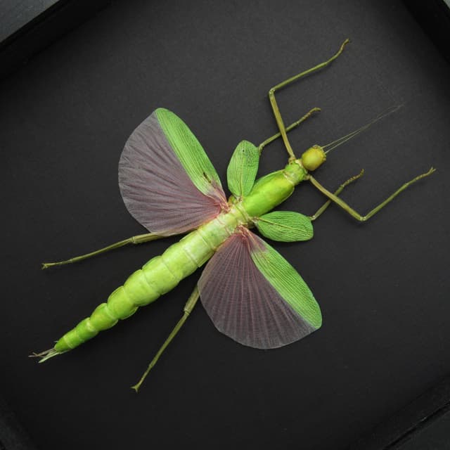 Rare GIANT pink Stick bug framed taxidermy - Platycrana viridana - female