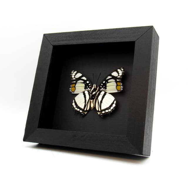 Real White Charaxes butterfly framed taxidermy - Charaxes nobilis