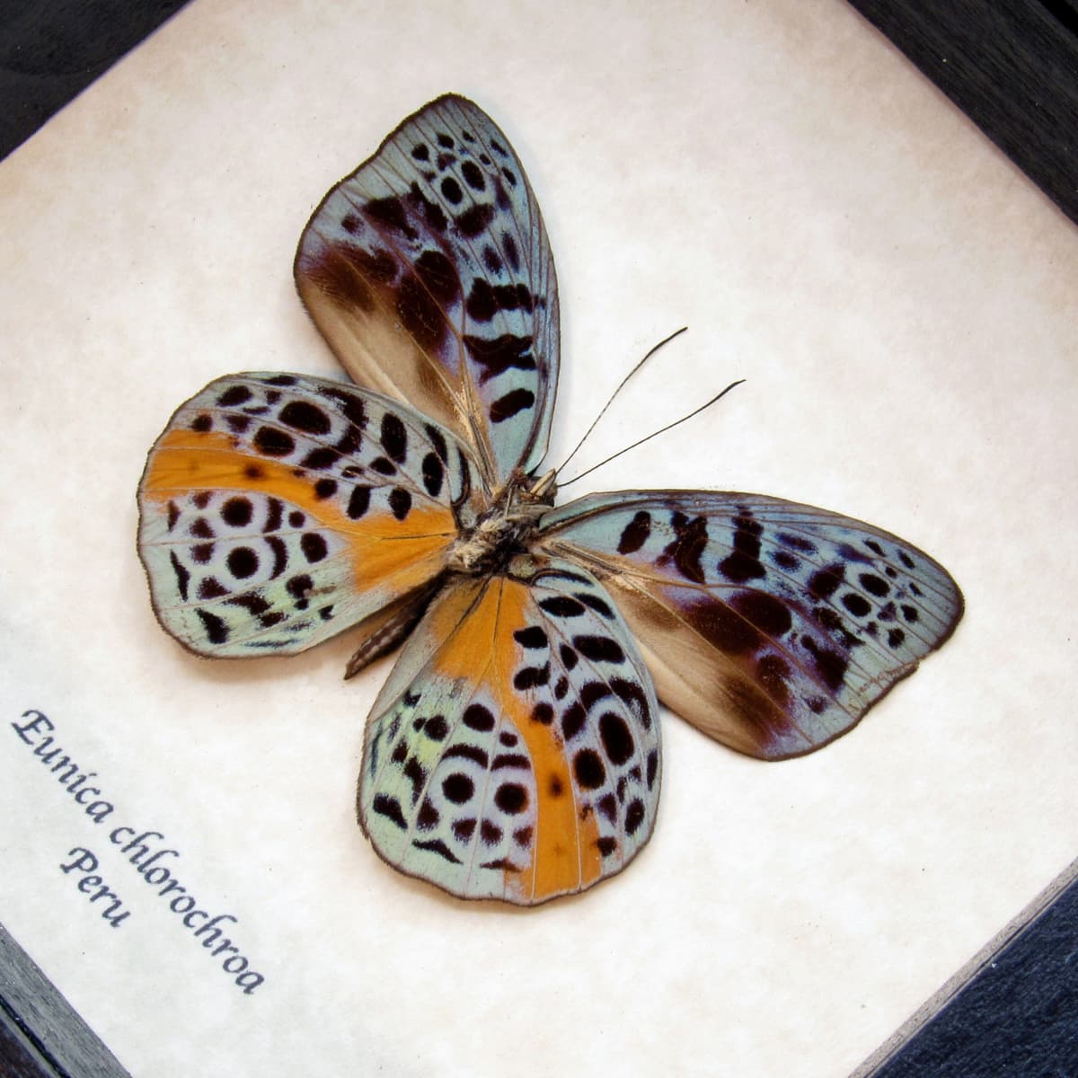 Real metallic butterfly framed taxidermy - Eunica chlorochroa