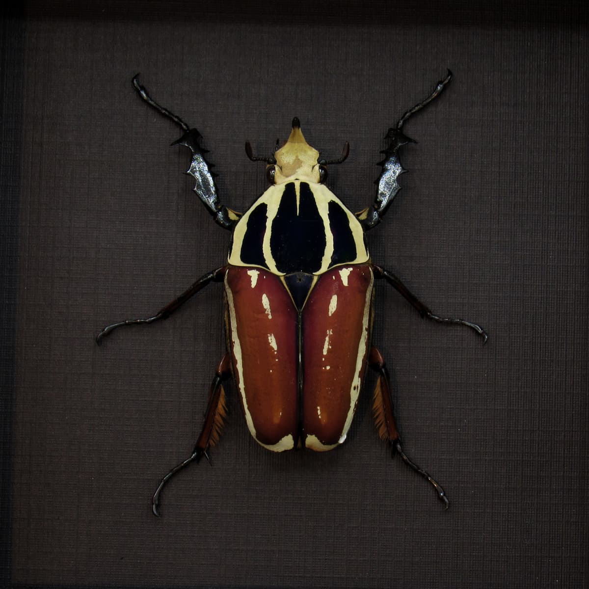 Large Scarab beetle framed taxidermy - Mecynorrhina ugandensis
