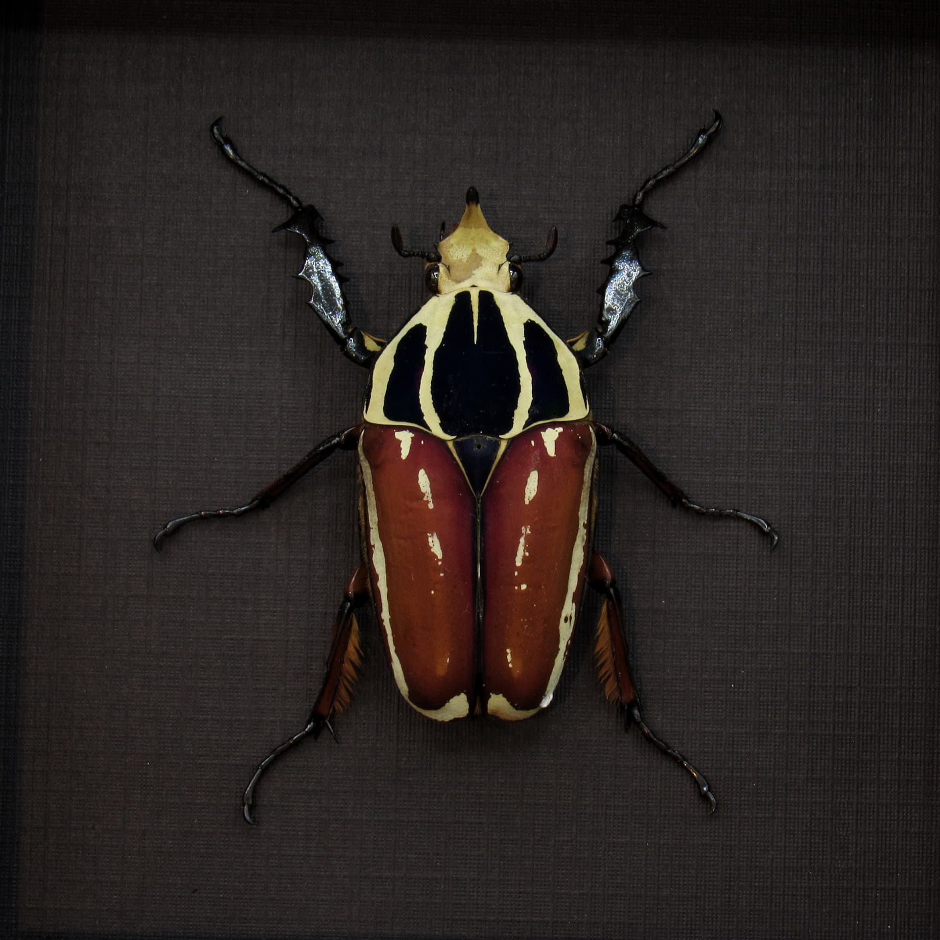 Large Scarab beetle framed taxidermy - Mecynorrhina ugandensis