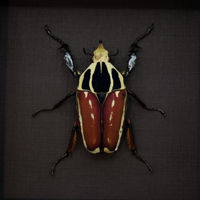 Large Scarab beetle framed taxidermy - Mecynorrhina ugandensis