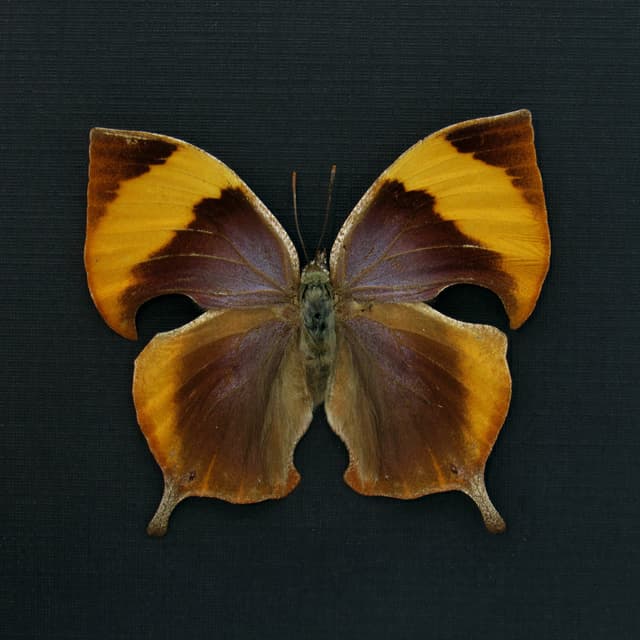 Rare framed taxidermy butterfly - Memphis philumena xenica - female - light form