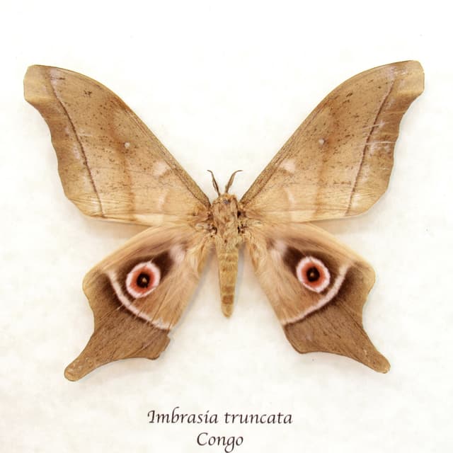 Real Saturn moth framed taxidermy - Imbrasia truncata