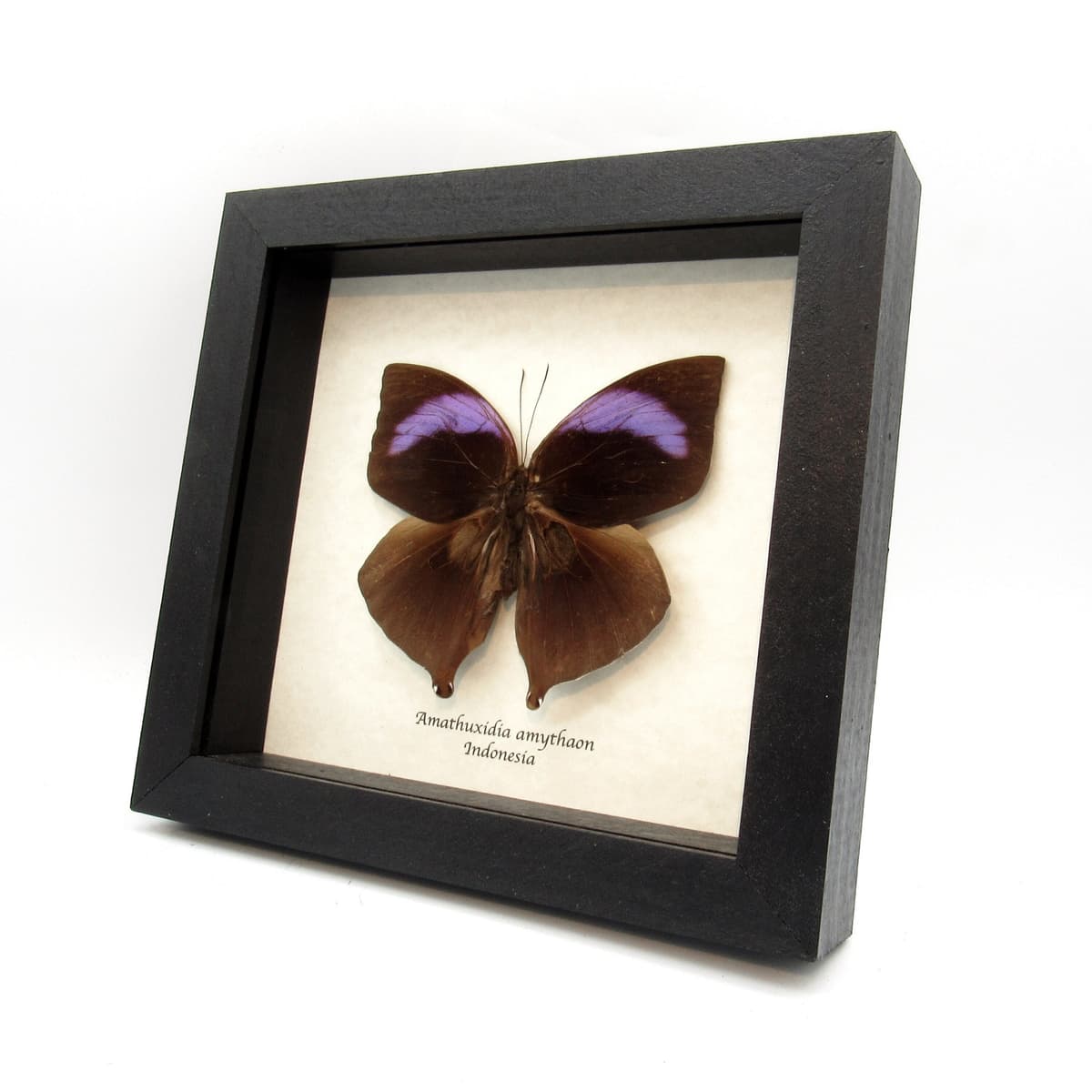 Real large purple Koh-i-noor butterfly framed taxidermy - Amathuxidia amythaon