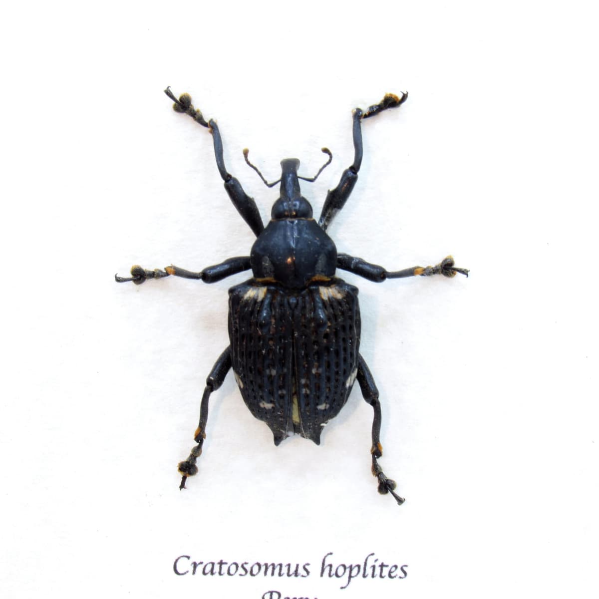 Real armored weevil framed taxidermy - Cratosomus hoplites