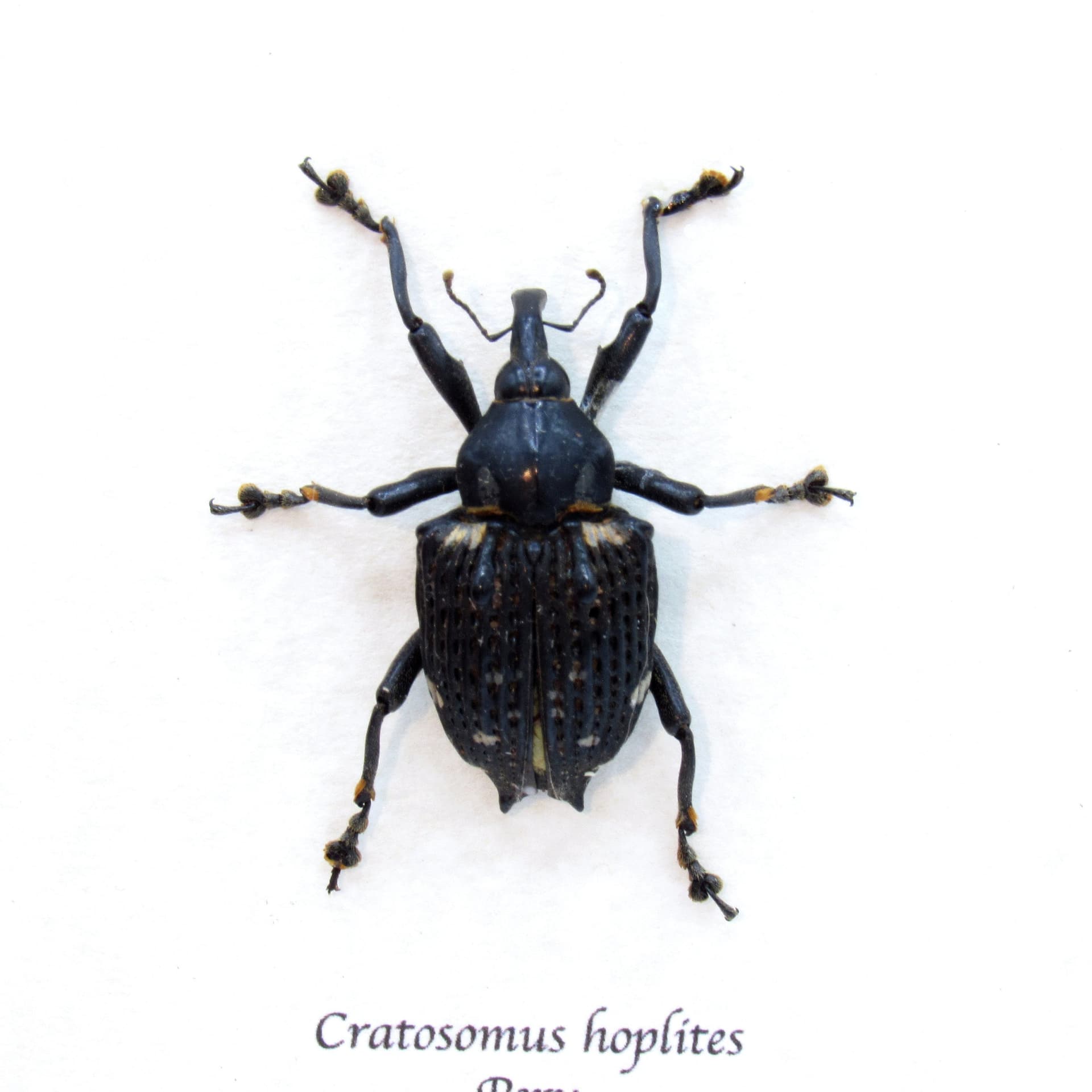 Real armored weevil framed taxidermy - Cratosomus hoplites