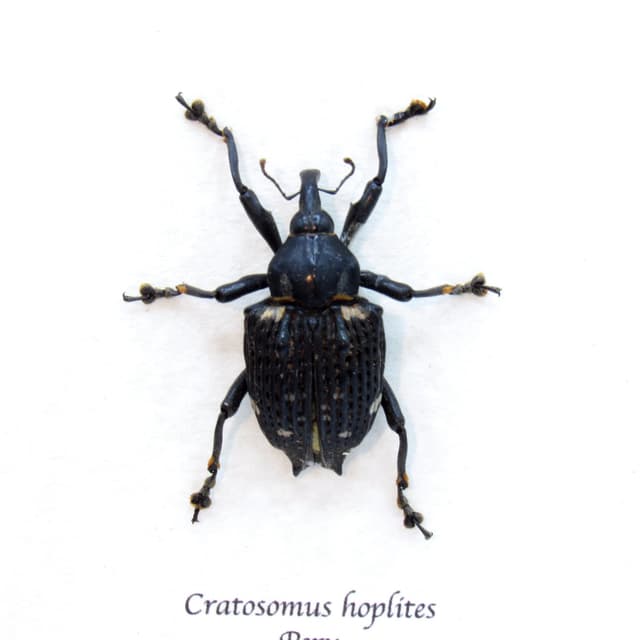 Real armored weevil framed taxidermy - Cratosomus hoplites
