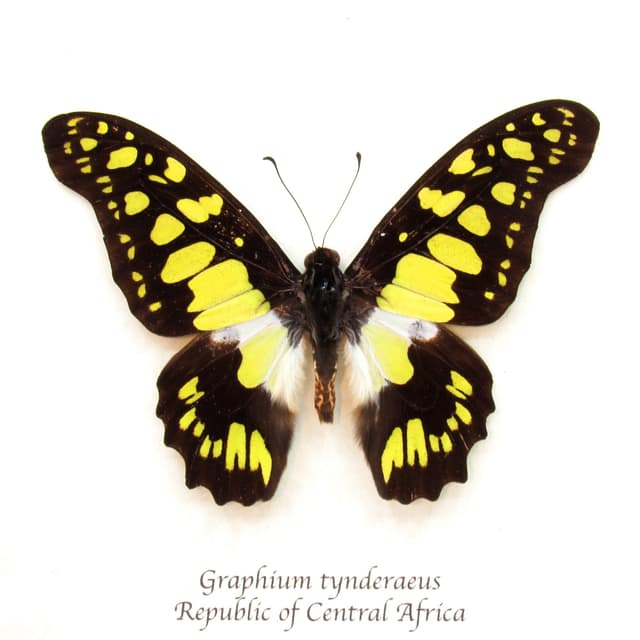 Real Electric Green Swordtail butterfly framed taxidermy - Graphium tynderaeus