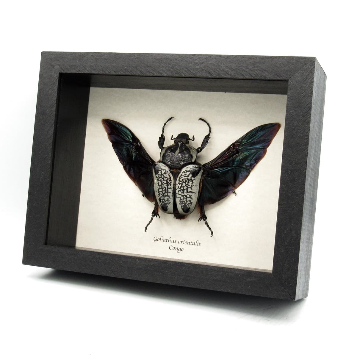 Real Giant Flower Beetle framed taxidermy - Goliathus orientalis - XL female