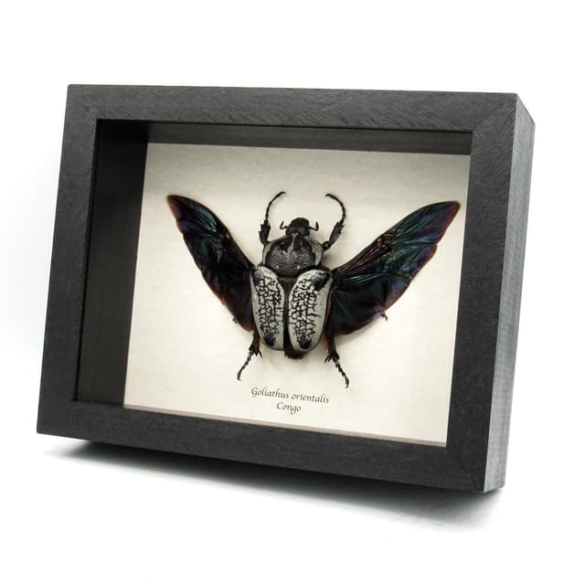 Real Giant Flower Beetle framed taxidermy - Goliathus orientalis - XL female