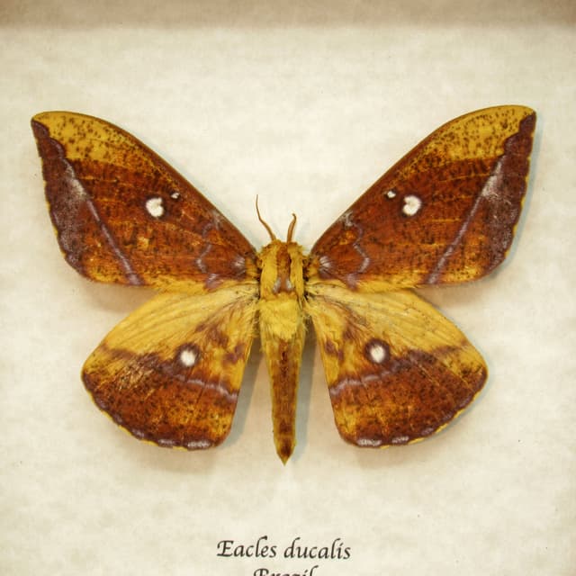 Rare Saturn moth framed taxidermy - Eacles ducalis