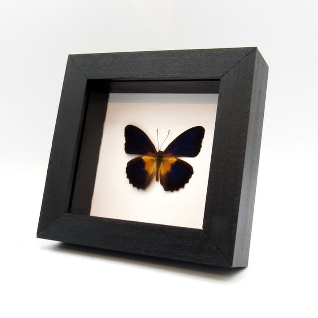 Real dark blue butterfly framed taxidermy - Cethosia lamarcki