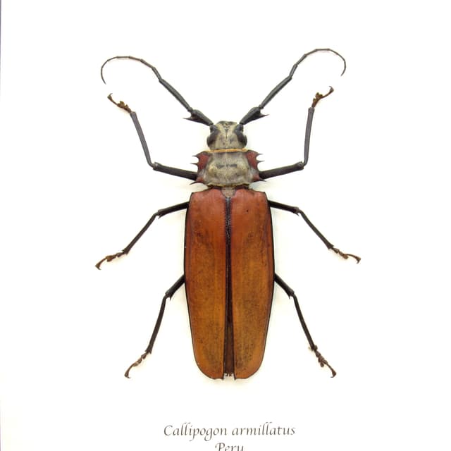 Real Giant Longhorn beetle framed taxidermy - Callipogon armillatus - female
